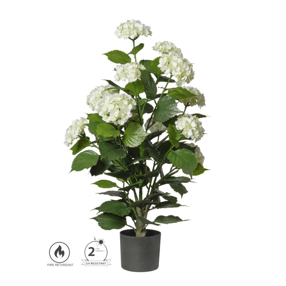 PIANTA ORTENSIA IN VASO CM.90